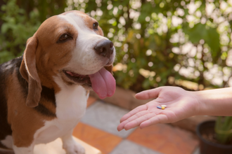 Arthrose chien remède grand-mère