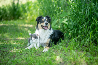 Compléments alimentaires pour le chien ou chat plus âgé
