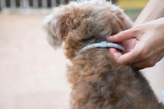 Comment fonctionne un collier anti-puces pour chiens ?