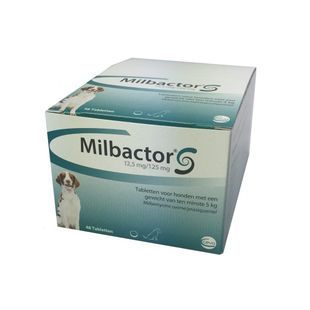 Milbactor, grand chat