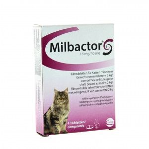 Milbactor, grand chat